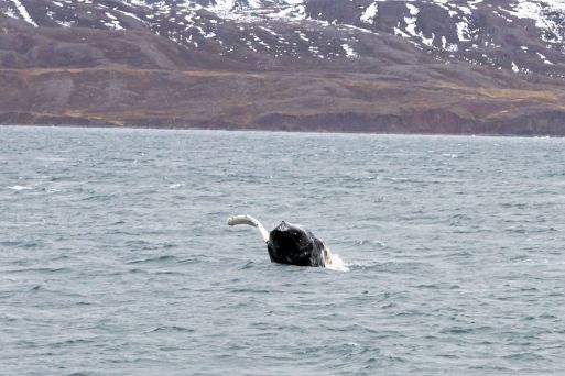 AkureyriWhales winter6