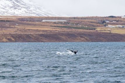 AkureyriWhales winter6